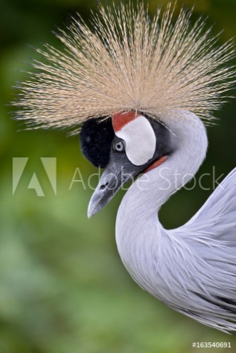Picture of Closeup of Black Crowned Crane Balearica pavonina seen from profile